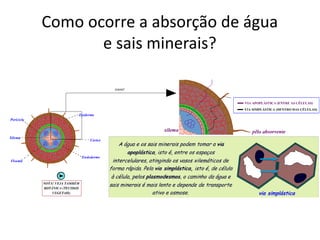 Como ocorre a absorção de água
e sais minerais?
 
