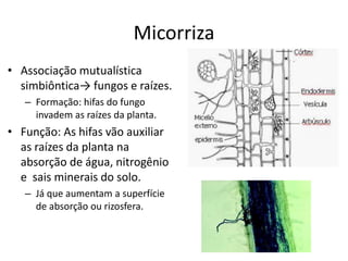 Micorriza
• Associação mutualística
simbiôntica→ fungos e raízes.
– Formação: hifas do fungo
invadem as raízes da planta.
• Função: As hifas vão auxiliar
as raízes da planta na
absorção de água, nitrogênio
e sais minerais do solo.
– Já que aumentam a superfície
de absorção ou rizosfera.
 