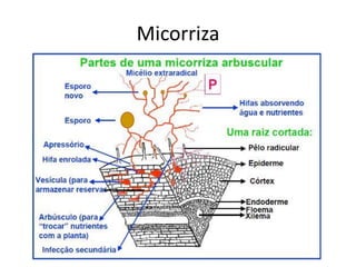 Micorriza
 