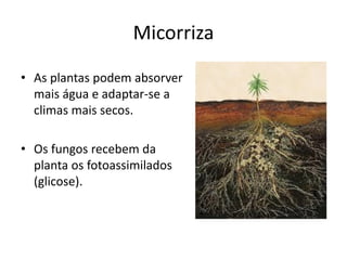 Micorriza
• As plantas podem absorver
mais água e adaptar-se a
climas mais secos.
• Os fungos recebem da
planta os fotoassimilados
(glicose).
 
