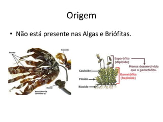 Origem
• Não está presente nas Algas e Briófitas.
 