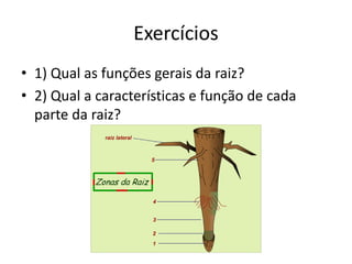 Exercícios
• 1) Qual as funções gerais da raiz?
• 2) Qual a características e função de cada
parte da raiz?
 