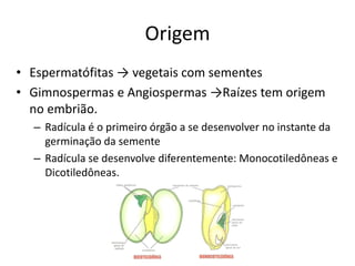 Origem
• Espermatófitas → vegetais com sementes
• Gimnospermas e Angiospermas →Raízes tem origem
no embrião.
– Radícula é o primeiro órgão a se desenvolver no instante da
germinação da semente
– Radícula se desenvolve diferentemente: Monocotiledôneas e
Dicotiledôneas.
 