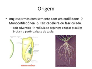Origem
• Angiospermas com semente com um cotilédone →
Monocotiledônea → Raiz cabeleira ou fasciculada.
– Raiz adventícia → radícula se degenera e todas as raízes
brotam a partir da base do caule.
 