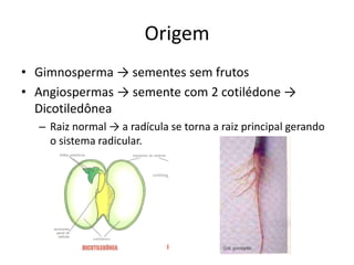 Origem
• Gimnosperma → sementes sem frutos
• Angiospermas → semente com 2 cotilédone →
Dicotiledônea
– Raiz normal → a radícula se torna a raiz principal gerando
o sistema radicular.
 