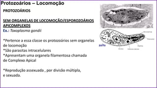Aula 4 - Reino Protista - protozoários e algas.pdf