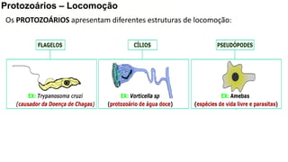 Aula 4 - Reino Protista - protozoários e algas.pdf