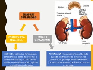GLÂNDULAS
SUPRARRENAIS
MEDULA
SUPRARRENAL
CORTEX SUPRA
RENAL (85%)
ADRENALINA ( neurotransmissor, liberado
quando a estresse físico e mental. Faz
contrário da glicose) E NORADRENALINA
( acelera os batimentos cardíacos e controla
a pressão).
CORTISOL: estimula a formação de
carboidratos a partir de proteínas e
outras substâncias; ALDOSTERONA:
auxilia na retenção de sódio, agindo
no equilíbrio dos líquidos.
 