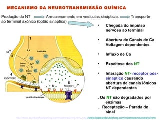 MECANISMO DA NEUROTRANSMISSÃO QUÍMICA
• Chegada do impulso
nervoso ao terminal
• Abertura de Canais de Ca
Voltagem dependentes
• Influxo de Ca
• Exocitose dos NT
• Interação NT- receptor pós-
sinaptico causando
abertura de canais iônicos
NT dependentes
. Os NT são degradados por
enzimas
. Recaptação – Parada do
sinal
http://www.blackwellpublishing.com/matthews/nmj.html, http://www.blackwellpublishing.com/matthews/neurotrans.html
Produção do NT Armazenamento em vesículas sinápticas Transporte
ao terminal axônico (botão sinaptico)
 