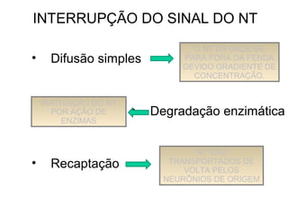 INTERRUPÇÃO DO SINAL DO NT
• Difusão simples
• Degradação enzimática
• Recaptação
O NT DIFUNDE-SE
PARA FORA DA FENDA
DEVIDO GRADIENTE DE
CONCENTRAÇÃO.
INATIVAÇÃO DO NT
POR AÇÃO DE
ENZIMAS
NT SÃO
TRANSPORTADOS DE
VOLTA PELOS
NEURÔNIOS DE ORIGEM
 