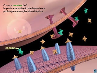 O que a cocaína faz?
Impede a recaptaçâo da dopamina e
prolonga a sua ação pós-sináptica
 