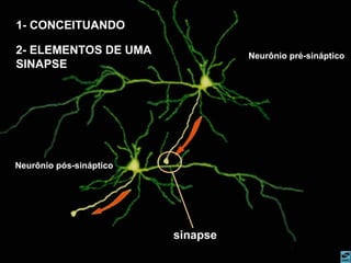 Neurônio pré-sináptico
Neurônio pós-sináptico
sinapse
1- CONCEITUANDO
2- ELEMENTOS DE UMA
SINAPSE
 