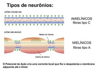 Tipos de neurônios:
AMIELÍNICOS
fibras tipo C
MIELÍNICOS
fibras tipo A
O Potencial de Ação cria uma corrente local que flui e despolariza a membrana
adjacente até o limiar
 