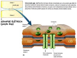 SINAPSE ELÉTRICA
(junção Gap)
 