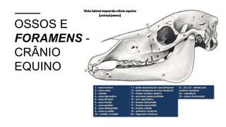 OSSOS E
FORAMENS -
CRÂNIO
EQUINO
 