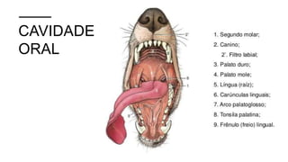 CAVIDADE
ORAL
 