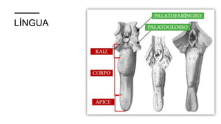 LÍNGUA
 