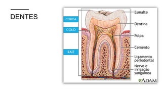DENTES
 