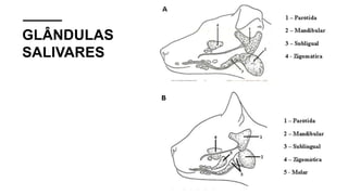 GLÂNDULAS
SALIVARES
 