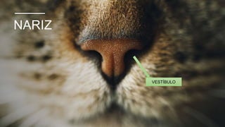 NARIZ
VESTÍBULO
 