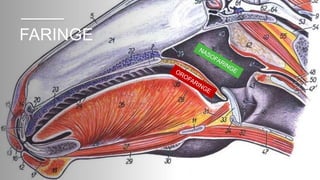 FARINGE
 