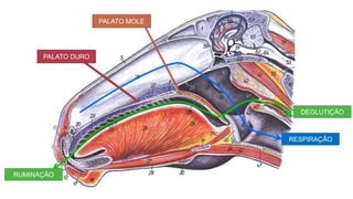 DEGLUTIÇÃO
RESPIRAÇÃO
RUMINAÇÃO
PALATO DURO
PALATO MOLE
 