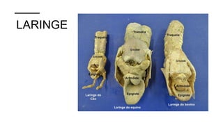 LARINGE
 