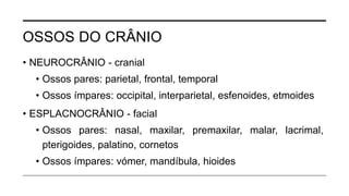 OSSOS DO CRÂNIO
• NEUROCRÂNIO - cranial
• Ossos pares: parietal, frontal, temporal
• Ossos ímpares: occipital, interparietal, esfenoides, etmoides
• ESPLACNOCRÂNIO - facial
• Ossos pares: nasal, maxilar, premaxilar, malar, lacrimal,
pterigoides, palatino, cornetos
• Ossos ímpares: vómer, mandíbula, hioides
 