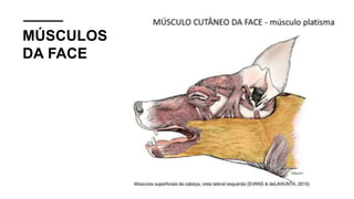 MÚSCULOS
DA FACE
 
