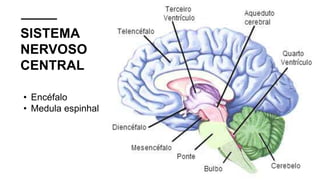 SISTEMA
NERVOSO
CENTRAL
• Encéfalo
• Medula espinhal
 