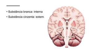 • Substância branca: interna
• Substância cinzenta: externa
 