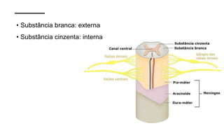 • Substância branca: externa
• Substância cinzenta: interna
 