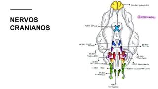 NERVOS
CRANIANOS
 