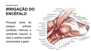 IRRIGAÇÃO DO
ENCÉFALO
Principal fonte de
sangue: artérias
carótidas internas e
vertebrais (equino e
cão) e artéria maxilar
(ruminantes e gato)
 