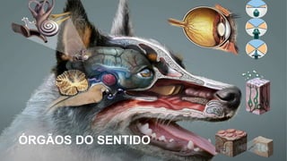 ÓRGÃOS DO SENTIDO
 