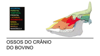 OSSOS DO CRÂNIO
DO BOVINO
OCCIPITAL
PARIETAL
TEMPORAL
FRONTAL
LACRIMAL
ZIGOMÁTICO
NASAL
INCISIVO
MAXILA
MANDÍBULA
 