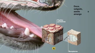 Doce,
salgado,
azedo e
amargo
 
