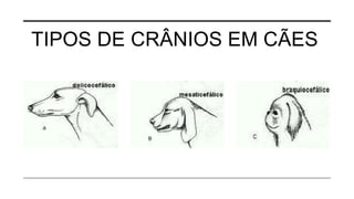 TIPOS DE CRÂNIOS EM CÃES
 