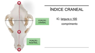 ÍNDICE CRANEAL
IC: largura x 100
comprimento
PORÇÃO
ROSTRAL
PORÇÃO
CRANIAL
 