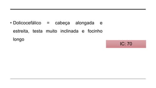 • Dolicocefálico = cabeça alongada e
estreita, testa muito inclinada e focinho
longo
IC: 70
 