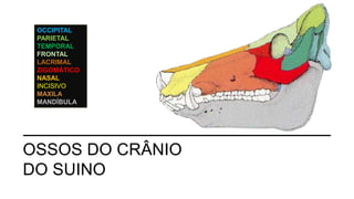 OSSOS DO CRÂNIO
DO SUINO
OCCIPITAL
PARIETAL
TEMPORAL
FRONTAL
LACRIMAL
ZIGOMÁTICO
NASAL
INCISIVO
MAXILA
MANDÍBULA
 