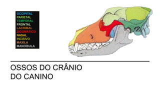 OSSOS DO CRÂNIO
DO CANINO
OCCIPITAL
PARIETAL
TEMPORAL
FRONTAL
LACRIMAL
ZIGOMÁTICO
NASAL
INCISIVO
MAXILA
MANDÍBULA
 