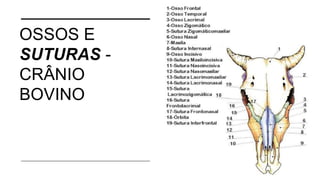 OSSOS E
SUTURAS -
CRÂNIO
BOVINO
 