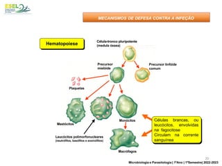 Célula-tronco pluripotente
(medula óssea)
Precursor linfóide
comum
Precursor
mielóide
Maturação
no timo
Maturação na
medula óssea
Células B
Células T
Células de
‘memória’
Plasmócitos
Plaquetas
Monócitos
Macrófagos
Mastócitos
Leucócitos polimorfonucleares
(neutrófilos, basófilos e eosinófilos)
Célula-tronco pluripotente
(medula óssea)
Precursor linfóide
comum
Precursor
mielóide
Maturação
no timo
Maturação na
medula óssea
Células B
Células T
Células de
‘memória’
Plasmócitos
Plaquetas
Monócitos
Macrófagos
Mastócitos
Leucócitos polimorfonucleares
(neutrófilos, basófilos e eosinófilos)
Hematopoiese
Células brancas, ou
leucócitos, envolvidas
na fagocitose
Circulam na corrente
sanguínea
MECANISMOS DE DEFESA CONTRA A INFEÇÃO
20
Microbiologia e Parasitologia | 1ºAno | 1ºSemestre| 2022-2023
 