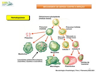 Célula-tronco pluripotente
(medula óssea)
Precursor linfóide
comum
Precursor
mielóide
Maturação
no timo
Maturação na
medula óssea
Células B
Células T
Células de
‘memória’
Plasmócitos
Plaquetas
Monócitos
Macrófagos
Mastócitos
Leucócitos polimorfonucleares
(neutrófilos, basófilos e eosinófilos)
Célula-tronco pluripotente
(medula óssea)
Precursor linfóide
comum
Precursor
mielóide
Maturação
no timo
Maturação na
medula óssea
Células B
Células T
Células de
‘memória’
Plasmócitos
Plaquetas
Monócitos
Macrófagos
Mastócitos
Leucócitos polimorfonucleares
(neutrófilos, basófilos e eosinófilos)
Hematopoiese
MECANISMOS DE DEFESA CONTRA A INFEÇÃO
22
Microbiologia e Parasitologia | 1ºAno | 1ºSemestre| 2022-2023
 