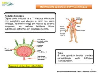 Canal aferente
(entrada de células
e antigénios)
Paracórtex
Células T
Córtex
APC e Células B
Medula
Plasmócitos
Canal eferente
(saída de células
e anticorpos)
Canal aferente
(entrada de células
e antigénios)
Paracórtex
Células T
Córtex
APC e Células B
Medula
Plasmócitos
Canal eferente
(saída de células
e anticorpos)
Esquema da estrutura de um nódulo linfático
MECANISMOS DE DEFESA CONTRA A INFEÇÃO
Timo
Tecido
linfóide
associad
o à
mucosa
(MALT)
Nódulos
linfáticos
Baço
Medula óssea
Timo
É uma glândula linfóide primária
especializada, onde linfócitos
T amadurecem.
Nódulos linfáticos
Órgão onde linfócitos B e T maduros contactam
com antigénios que chegam a partir dos vasos
linfáticos. Tal como o baço em relação ao sistema
sanguíneo, os nódulos linfáticos filtram
substâncias estranhas em circulação na linfa.
25
Microbiologia e Parasitologia | 1ºAno | 1ºSemestre| 2022-2023
 