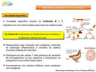 A imunidade específica envolve os Linfócitos B e T,
originários de uma mesma célula precursora na medula óssea.
As Células B amadurecem na medula óssea em mamíferos e
na Bursa de Fabricius em aves
Responsáveis pela interação com antigénios, produção
de anticorpos (Plasmócitos) e memória do sistema
imunitário (Células de memória)
Distinguem-se das células T pela presença de recetores
de imunoglobulina na sua superfície e reconhecem os
antigénios na sua conformação nativa
Concentram-se nos nódulos linfáticos onde contactam
com antigénios
Imunidade específica
Bursa Fabricius
MECANISMOS DE DEFESA CONTRA A INFEÇÃO
26
Microbiologia e Parasitologia | 1ºAno | 1ºSemestre| 2022-2023
 