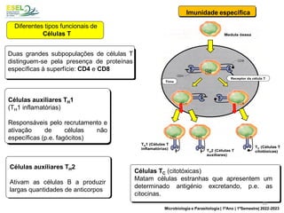 Medula óssea
Timo
Receptor da célula T
TH1 (Células T
inflamatórias) TH2 (Células T
auxiliares)
TC (Células T
citotóxicas)
Medula óssea
Timo
Timo
Receptor da célula T
Receptor da célula T
TH1 (Células T
inflamatórias) TH2 (Células T
auxiliares)
TC (Células T
citotóxicas)
Duas grandes subpopulações de células T
distinguem-se pela presença de proteínas
específicas à superfície: CD4 e CD8
Imunidade específica
Diferentes tipos funcionais de
Células T
Células auxiliares TH1
(TH1 inflamatórias)
Responsáveis pelo recrutamento e
ativação de células não
específicas (p.e. fagócitos)
Células auxiliares TH2
Ativam as células B a produzir
largas quantidades de anticorpos
Células TC (citotóxicas)
Matam células estranhas que apresentem um
determinado antigénio excretando, p.e. as
citocinas.
28
Microbiologia e Parasitologia | 1ºAno | 1ºSemestre| 2022-2023
 