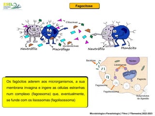 Os fagócitos aderem aos microrganismos, a sua
membrana invagina e ingere as células estranhas
num complexo (fagossoma) que, eventualmente,
se funde com os lisossomas (fagolisossoma)
Fagocitose
Bactérias Núcleo
Fagócito
Lisossomas
Fagossoma
Fagolisossoma
Subprodutos
da digestão
31
Microbiologia e Parasitologia | 1ºAno | 1ºSemestre| 2022-2023
 