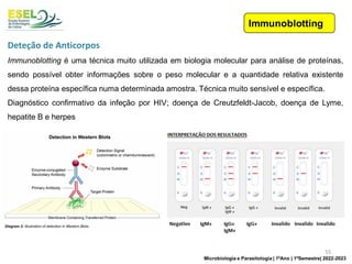 Immunoblotting é uma técnica muito utilizada em biologia molecular para análise de proteínas,
sendo possível obter informações sobre o peso molecular e a quantidade relativa existente
dessa proteína específica numa determinada amostra. Técnica muito sensível e específica.
Diagnóstico confirmativo da infeção por HIV; doença de Creutzfeldt-Jacob, doença de Lyme,
hepatite B e herpes
Deteção de Anticorpos
55
Microbiologia e Parasitologia | 1ºAno | 1ºSemestre| 2022-2023
 
